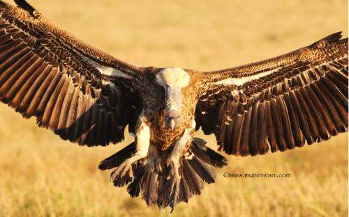 How can we help endangered vultures?