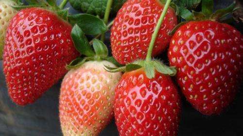 How do we combat strawberry crop pathogens?