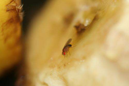 How fruit flies detect sweet foods