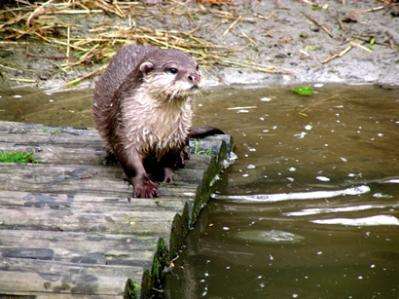How healthy are Scotland's otters?
