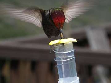 How hummingbirds evolved to detect sweetness