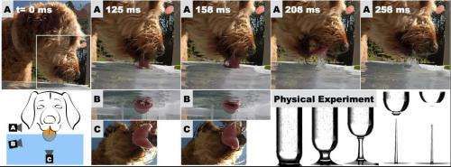 How lapping canine tongues create columns of liquid, allowing them to gulp down water
