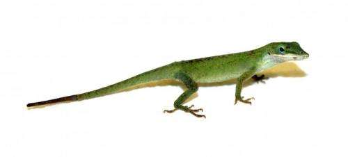 How lizards regenerate their tails: researchers discover genetic 'recipe'