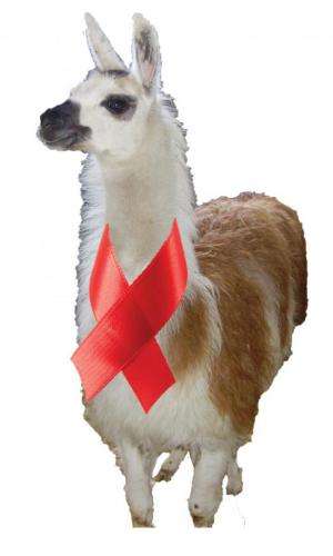 How llamas' unusual antibodies might help in the fight against HIV/AIDS