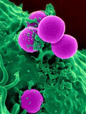 How Staph infections elude the immune system