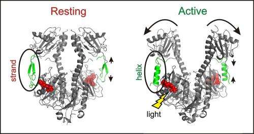 How the signal from light triggers biological action in bacteria