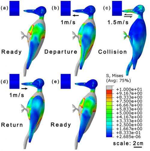 How the woodpecker avoids brain injury despite high-speed impacts via optimal anti-shock body structure