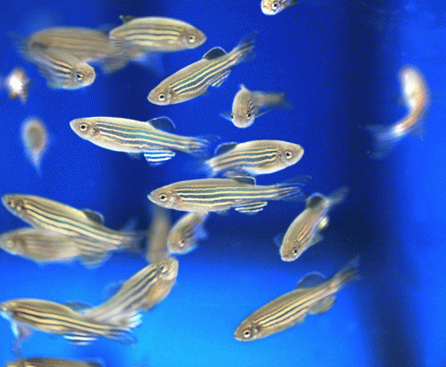 How the zebrafish gets its stripes
