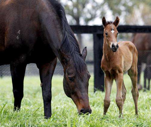 How to hit the genetic jackpot and breed a Melbourne Cup winner