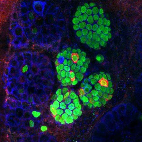 How to make insulin-producing cells from gut cells