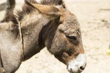 How to tell what a donkey is thinking