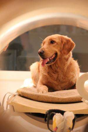 Human and dog brains both have dedicated 'voice areas'