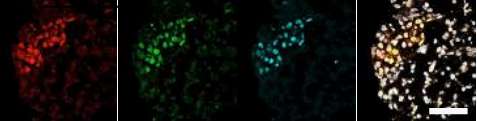 Human primordial cells created in the lab