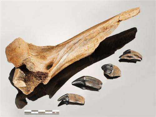 Humans and saber toothed tiger met at Schöningen 300.000 years ago