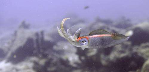 Humans and squids evolved the same eyes using the same genes