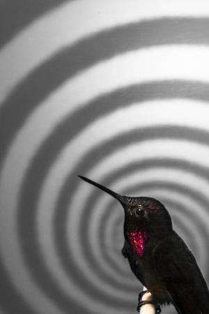 Hummingbird's hover surprisingly easy to hack