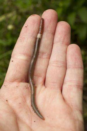 Hungry, invasive ‘crazy worm’ makes first appearance in Wisconsin