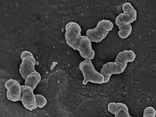 Hydrogen powers important nitrogen-transforming bacteria