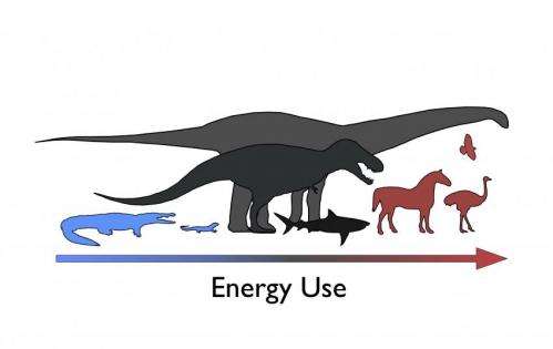 Mesothermy in the Mesozoic: Researchers untangle energetics of extinct dinosaurs