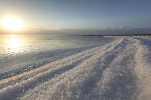 Salt needed: Tolerance lessons from a dead sea fungus
