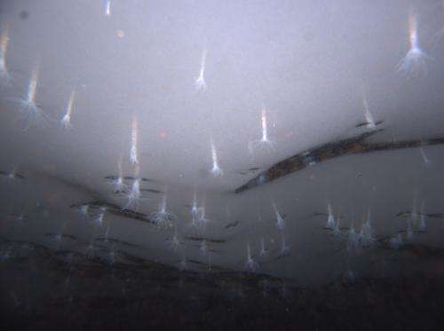 Ice-loving sea anemones discovered in Antarctica