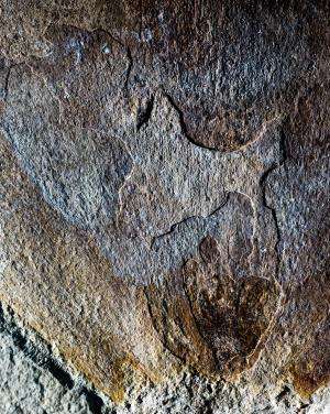 Iconic Australasian trees found as fossils in South America