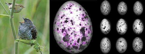 Birds evolve 'signature' patterns to distinguish cuckoo eggs from their own