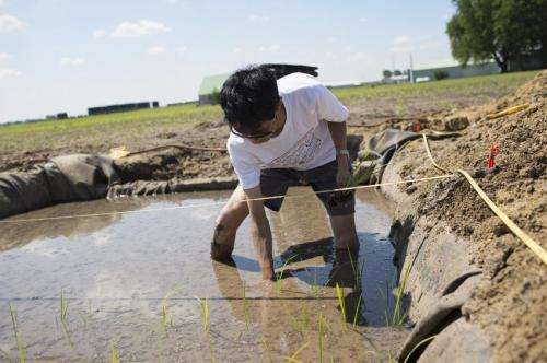 Illinois study may improve rice productivity