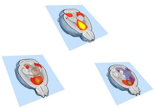 Making your brain social: Failure to eliminate links between neurons produces autistic-like mice