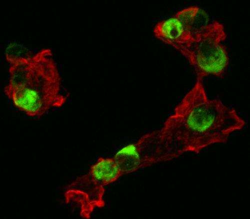 Scientists identify how immune cells use two critical receptors to clear dead cells from the body