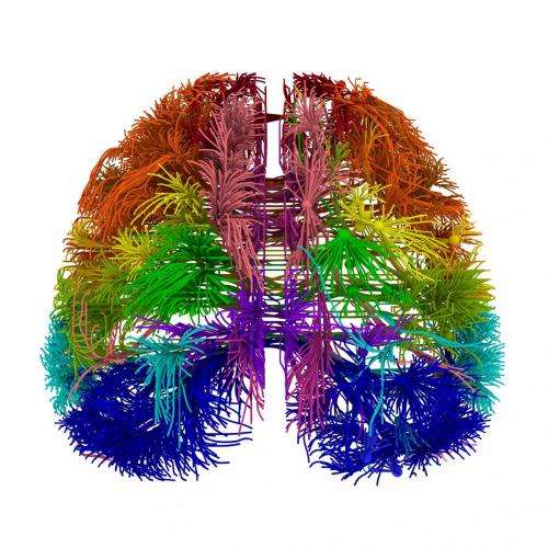 Research showcases most comprehensive wiring diagram of mammalian brain to date