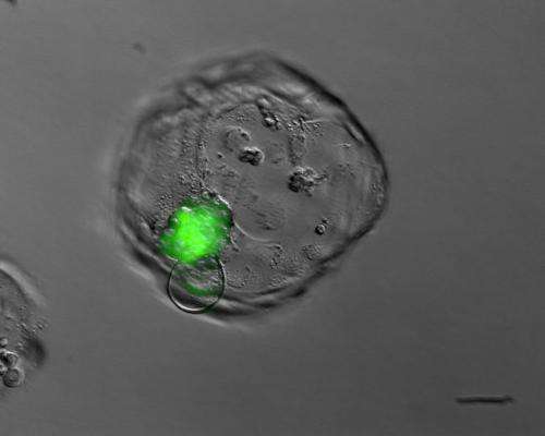 First disease-specific human embryonic stem cell line by nuclear transfer