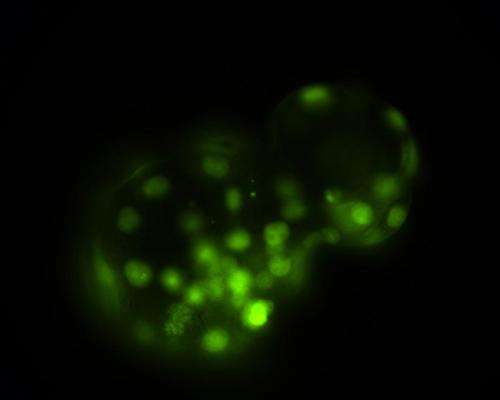 First disease-specific human embryonic stem cell line by nuclear transfer