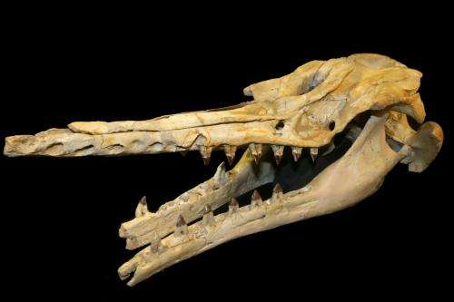 New fossil species supports early origin of echolocation in toothed whales