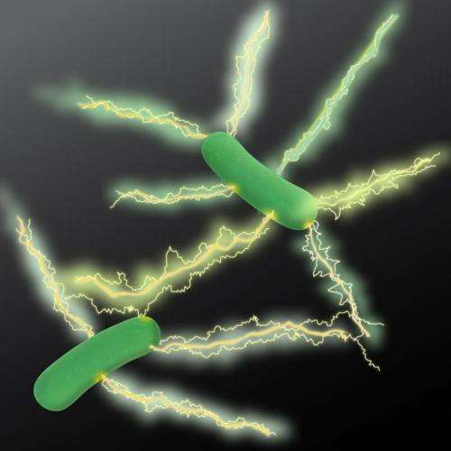 Imaging electric charge propagating along microbial nanowires