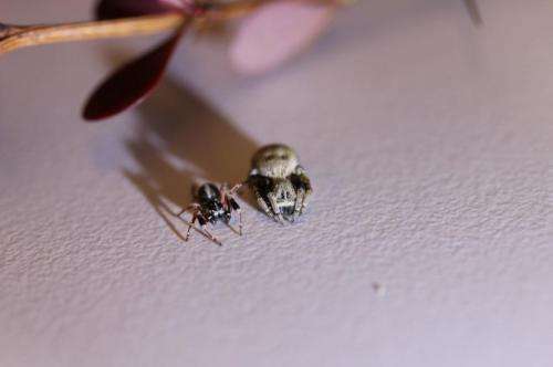 Spider DNA spurs search into arachnid secrets