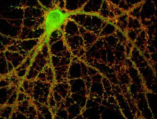 Immune proteins moonlight to regulate brain-cell connections