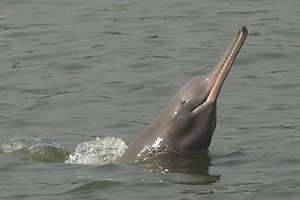 Improved monitoring of endangered Ganges river dolphin