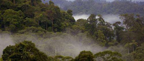 Incentives needed before deforestation reduction can be successful