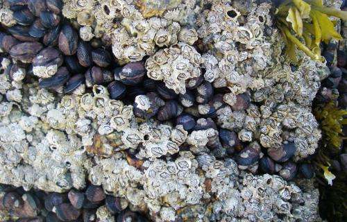 In Chile, rival barnacles keep competition cool