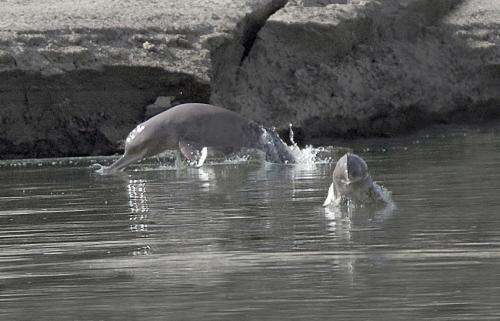 Indus river dolphin's declining range