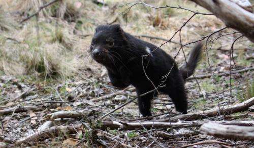 Infected Tasmanian devils reveal how cancer cells evolve in response to humans