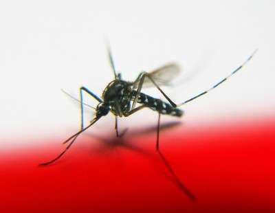 Infrared light puts malaria to the test