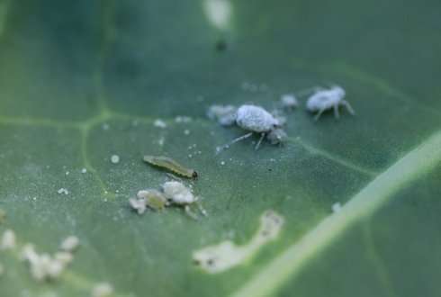 Insect community driven by plant hormones