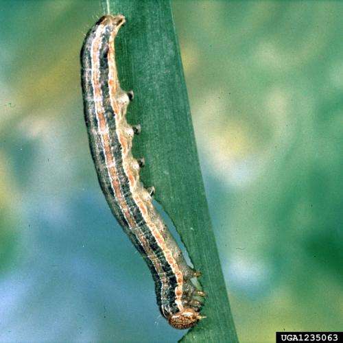Insect-resistant maize could increase yields and decrease pesticide use in Mexico