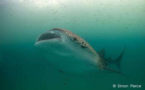 Insights on whale shark populations and evidence for their historic rise and recent decline