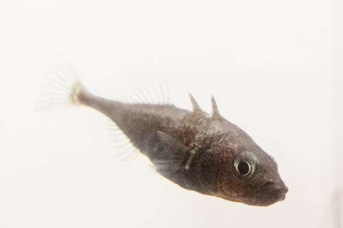 In stickleback fish, dads influence offspring behavior and gene expression