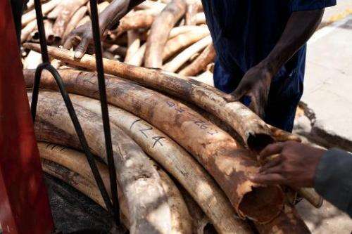 Interpol is seeking the public's help in finding nine suspects, including the alleged leader of an ivory smuggling ring in Kenya