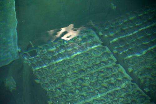 In this file photo, nuclear fuel rods are seen in the spent fuel pool at Tokyo Electric Power Co.'s Fukushima Dai-ichi nuclear p