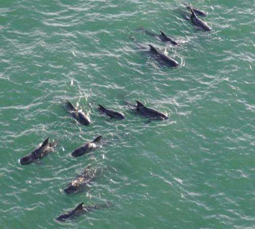 In this image released by the US Coast Guard, a pod of pilot whales swims off the coast of Everglades National Park in Florida o